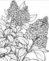 Beautiful Flower Blooms - 30 pages